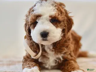 Mini Goldendoodle dogs for sale: Ginger - Genetic health tested - Ad 3