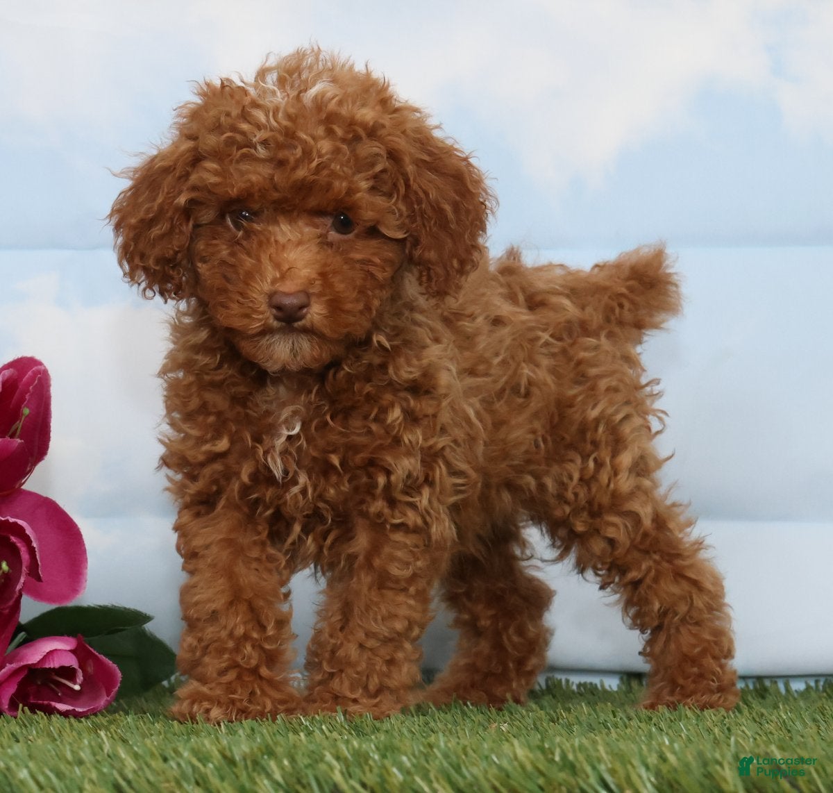 Toy Poodle dogs Carli - Ad 1