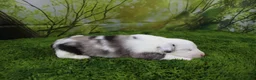 Miniature Australian Shepherd dogs for sale: Boston - Ad 3