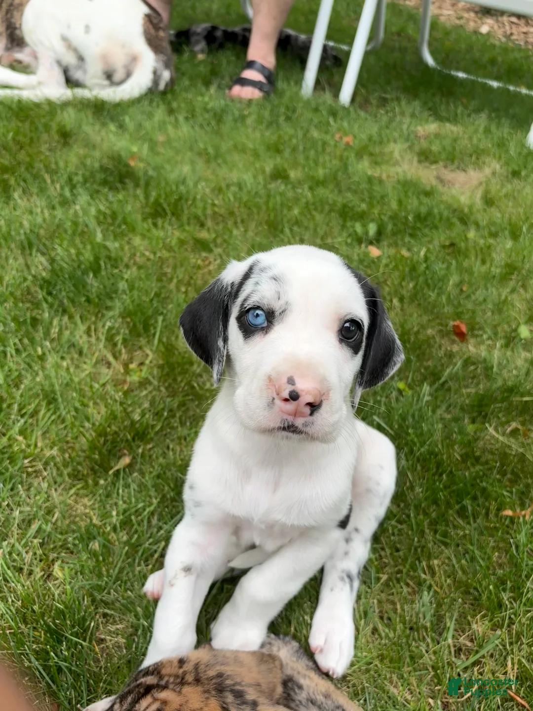 Great Dane dogs for sale: Quinnzelle “Quinn”  - Ad 1
