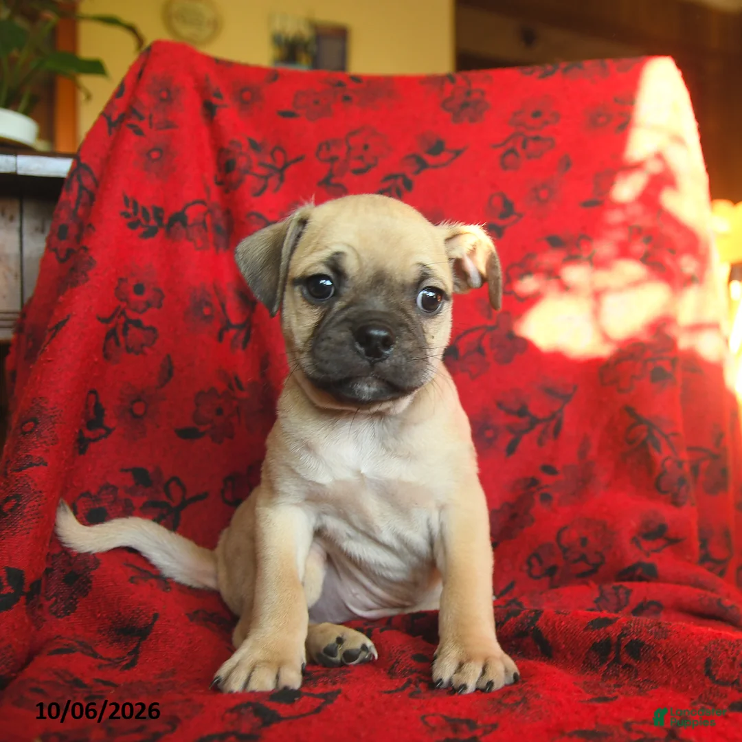 Mixed Breed dogs for sale: Pluto - Ad 2