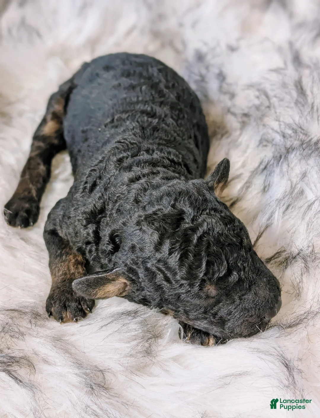 Mixed Breed dogs for sale: LIONHEART  - Ad 4