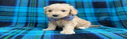 Goldendoodle dogs for sale: Bowden - Ad 5