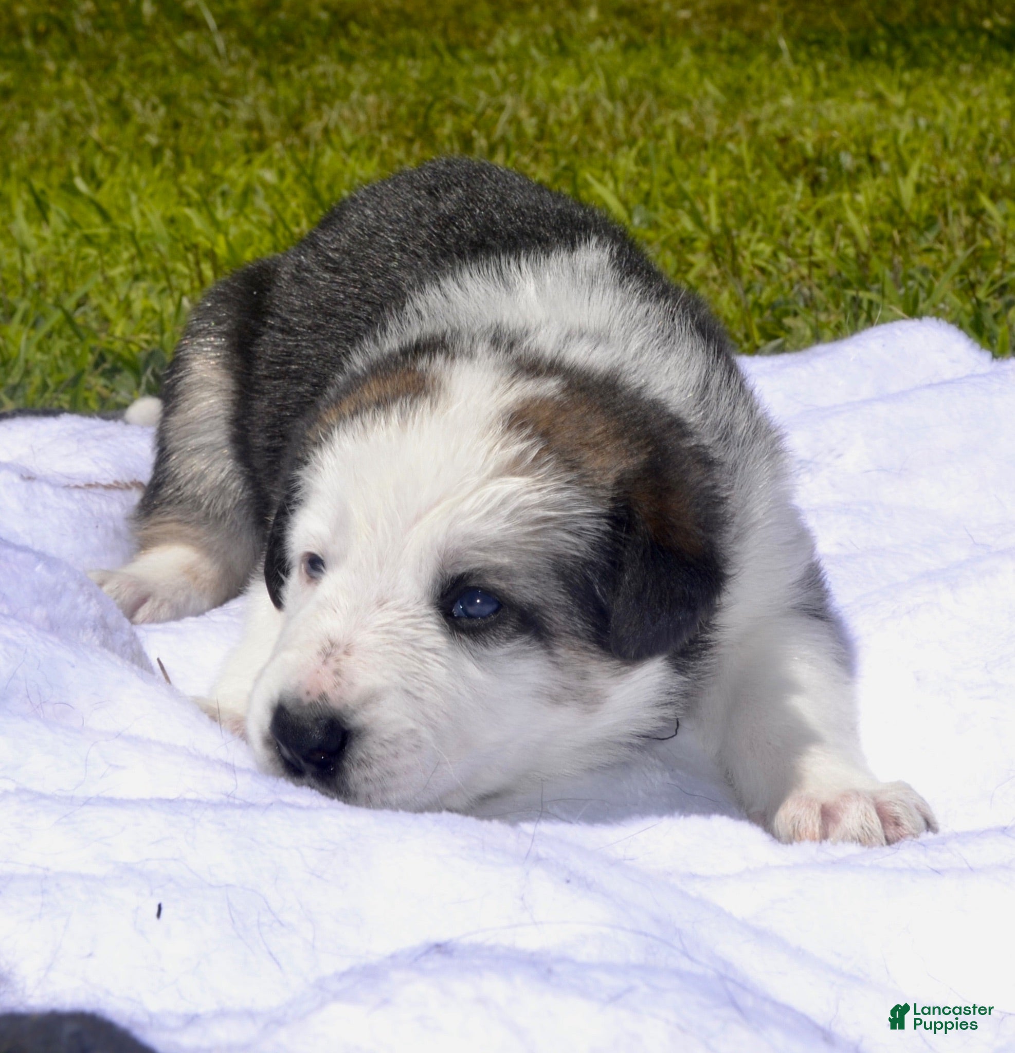 German Shepherd dogs for sale: Dove - Ad 2