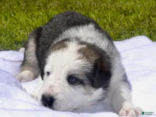 German Shepherd dogs Dove - Ad 31