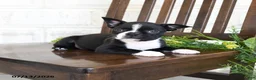 Boston Terrier dogs for sale: Inky - Ad 3