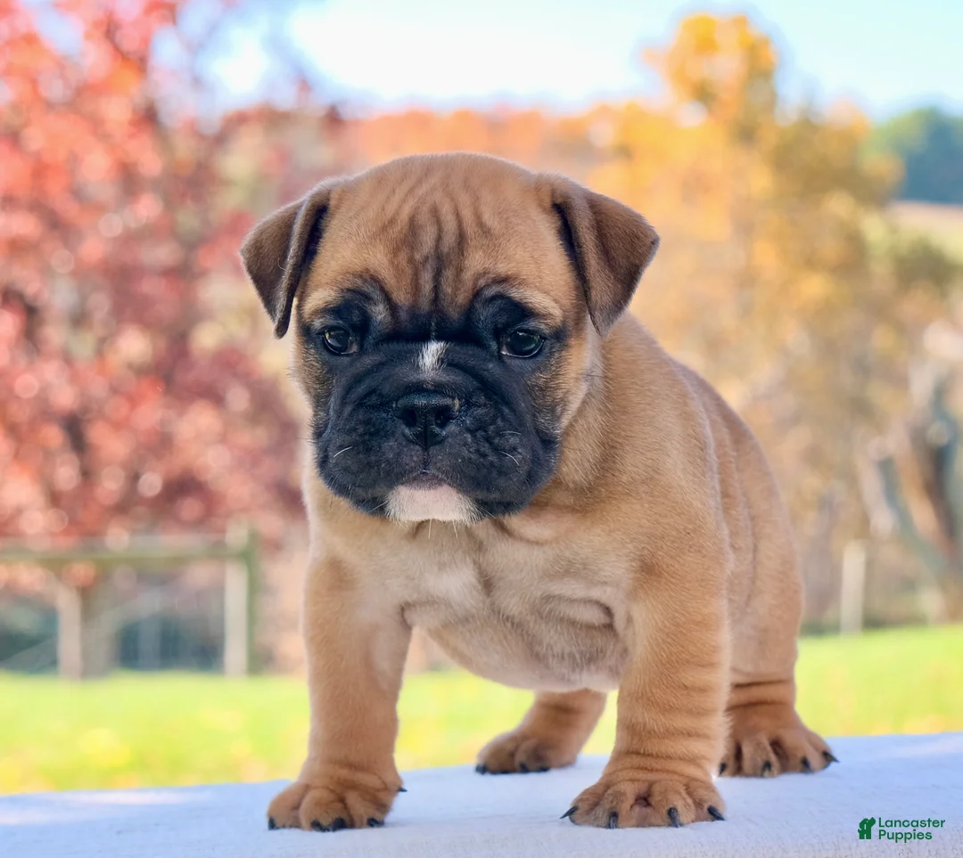 English Bulldog dogs for sale: Sophie - Ad 5