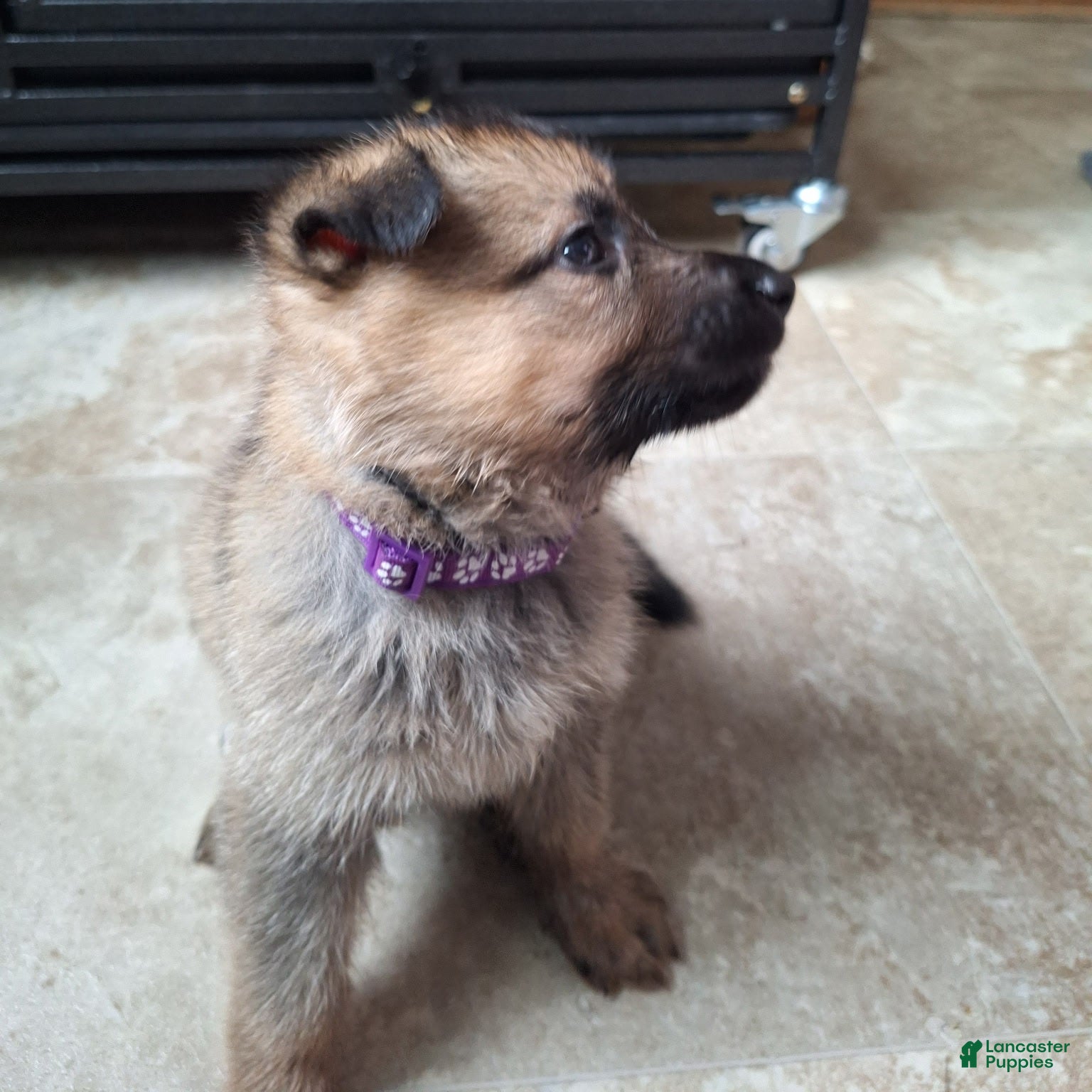 German Shepherd dogs Roulette - Ad 2