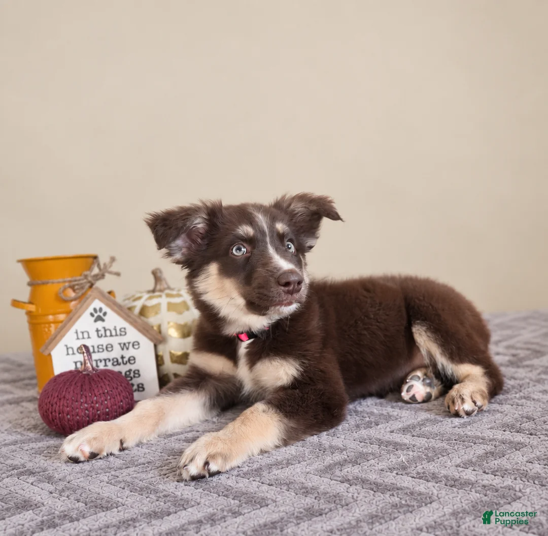 Australian Shepherd dogs for sale: Winnie - Ad 2