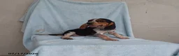 Beagle dogs for sale: Snoopy - Ad 2