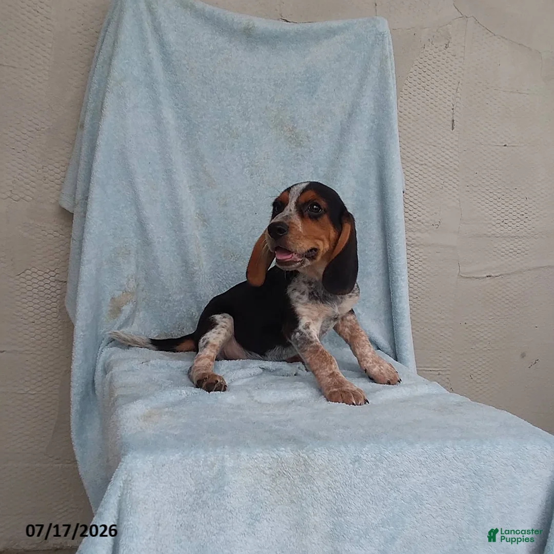 Beagle dogs for sale: Snoopy - Ad 2