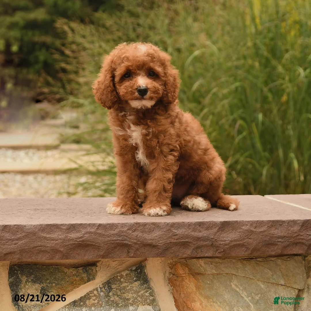 Cockapoo dogs for sale: Opal - Ad 1