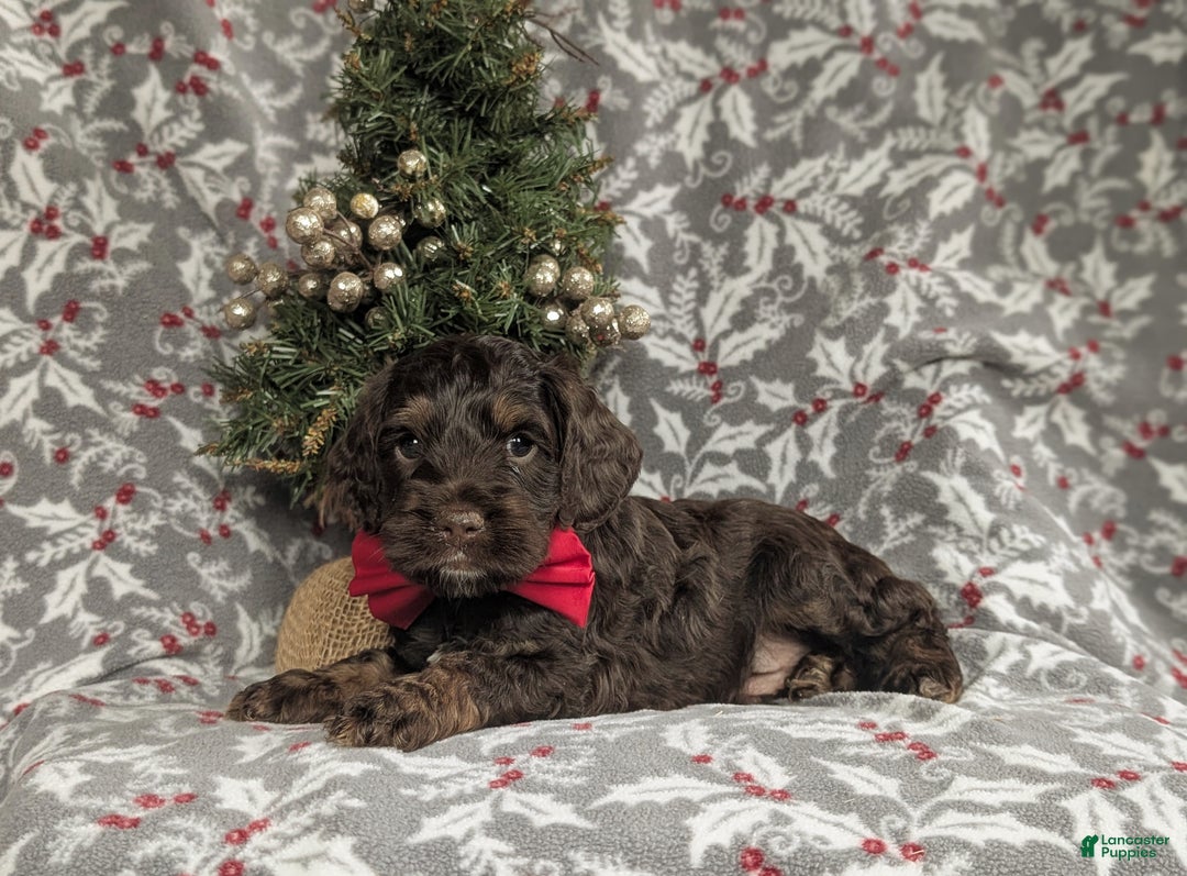 Cockapoo dogs for sale: Ashton Chocolate - Ad 5