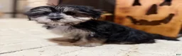 Morkie dogs for sale: Bridgette  - Ad 3
