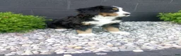 Bernese Mountain Dog dogs for sale: Carla  - Ad 2