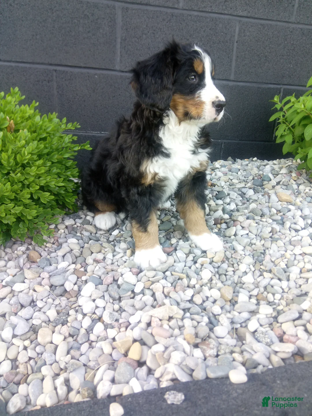Bernese Mountain Dog dogs for sale: Carla  - Ad 2