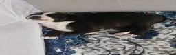 Mixed Breed dogs for sale: Mixed Breed 2 - Ad 21
