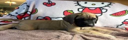 English Mastiff dogs for sale: Duke (Green) - Ad 3