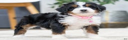 Mini Bernedoodle dogs for sale: Onyx - Ad 5