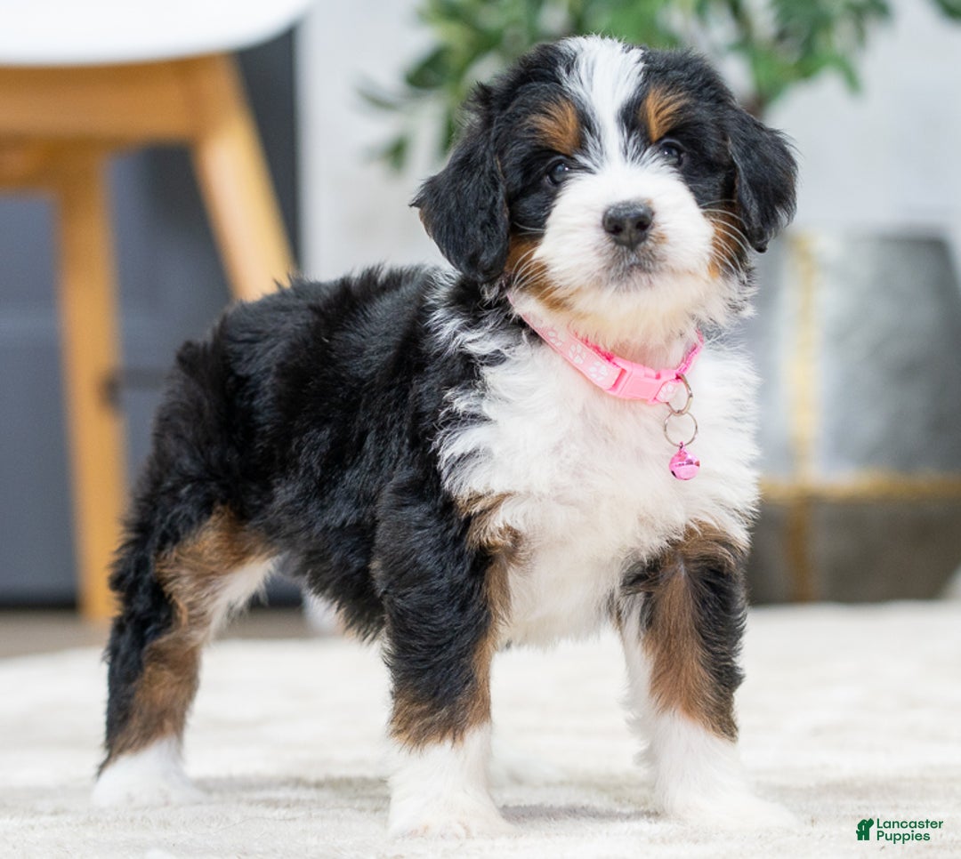 Mini Bernedoodle dogs for sale: Onyx - Ad 5
