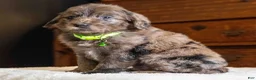 Mini Goldendoodle dogs for sale: Mr Magnus (Mini) - Ad 3