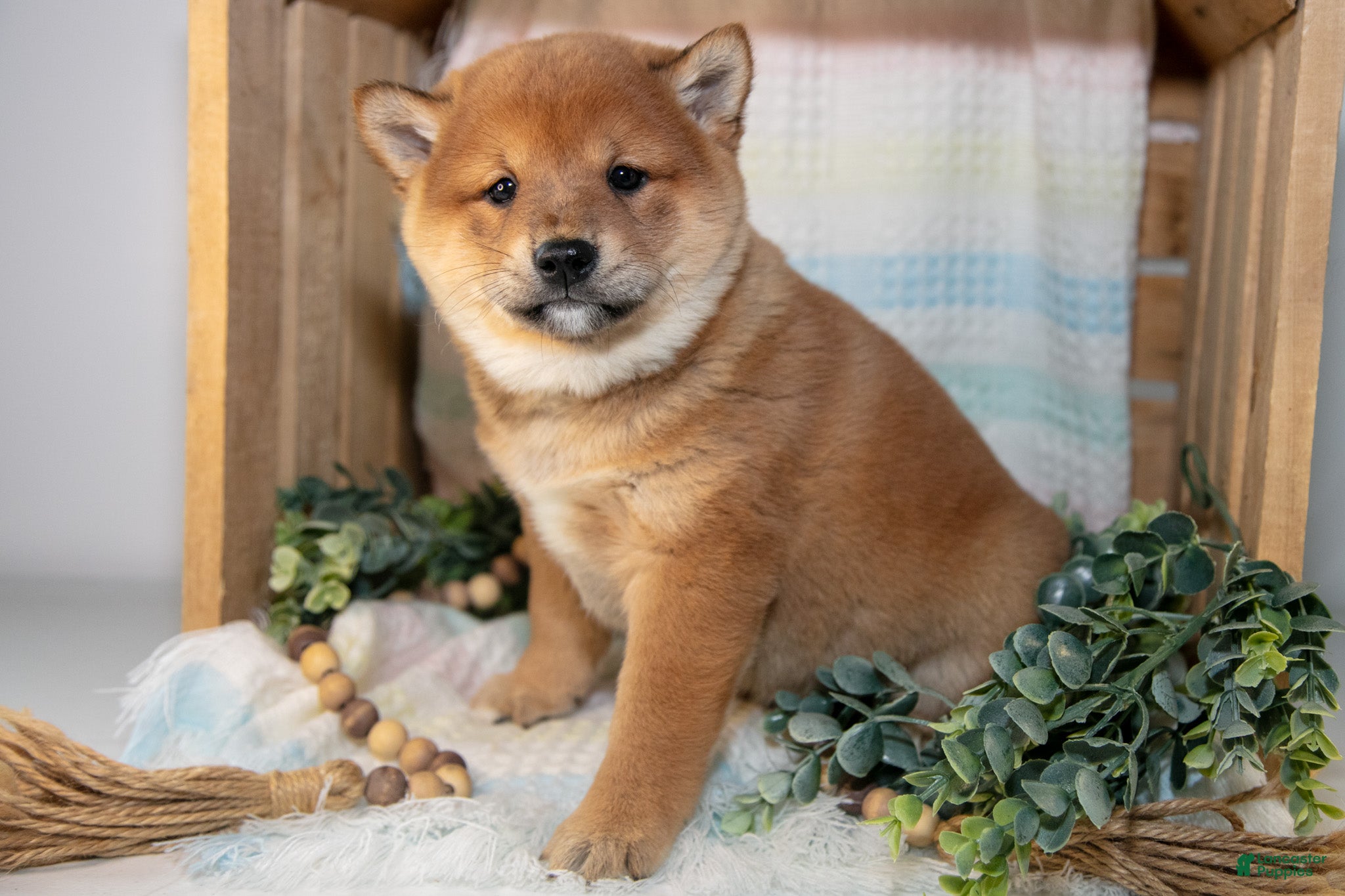 Shiba Inu dogs Leo - Ad 2