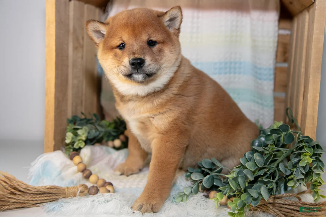 Shiba Inu dogs for sale: Leo - Ad 2