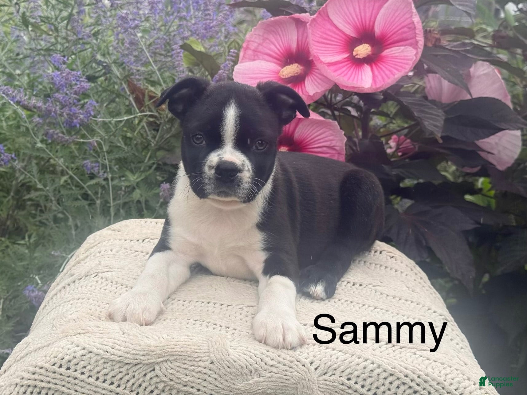 Boston Terrier dogs Sammy - Ad 1