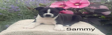 Sammy