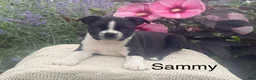 Boston Terrier dogs for sale: Sammy - Ad 1
