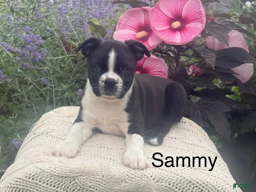 Boston Terrier dogs for sale: Sammy - Ad 1