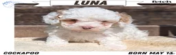 Cockapoo dogs for sale: Luna - Ad 1