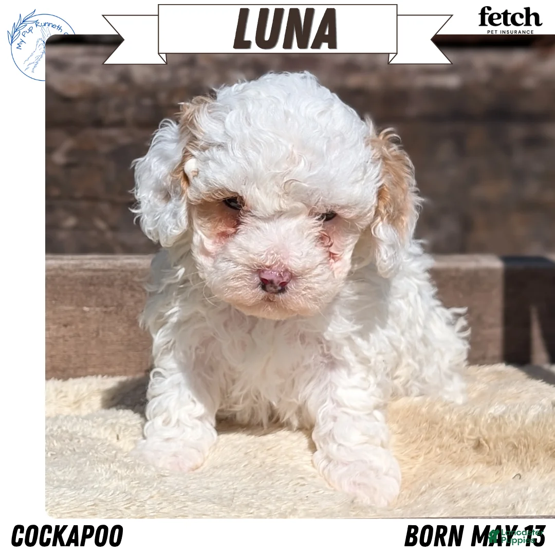 Cockapoo dogs for sale: Luna - Ad 1