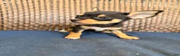 Chihuahua dogs for sale: Margerine  - Ad 3