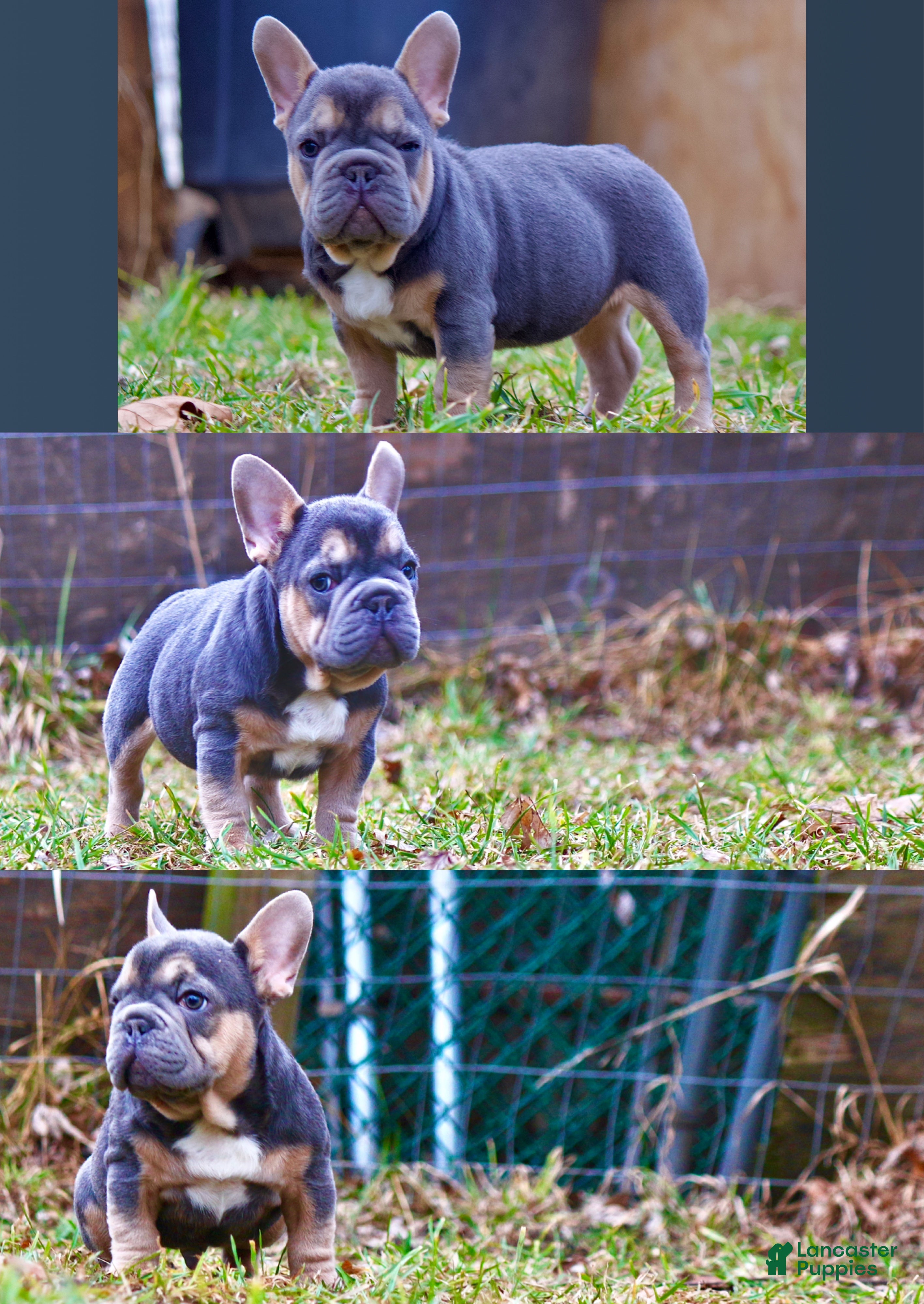 French Bulldog dogs  Puppy 3 - Ad 1