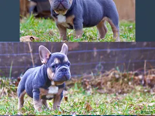 French Bulldog dogs for sale: Puppy 3 - Ad 1