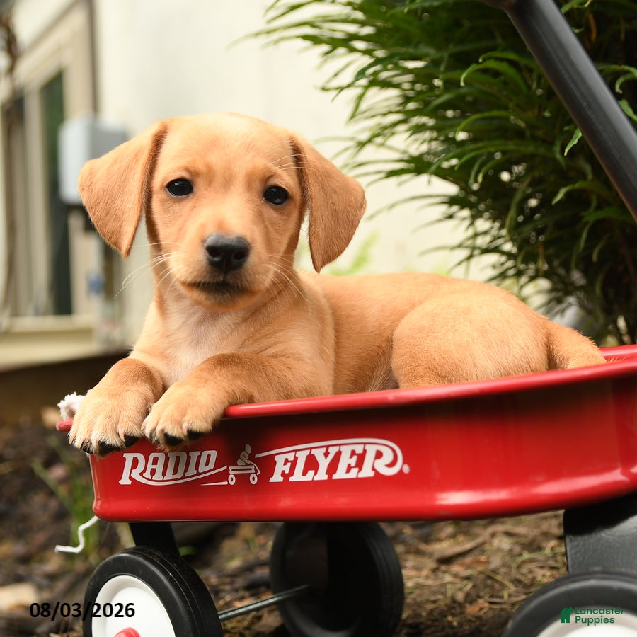 Mixed Breed dogs Aura - Ad 1