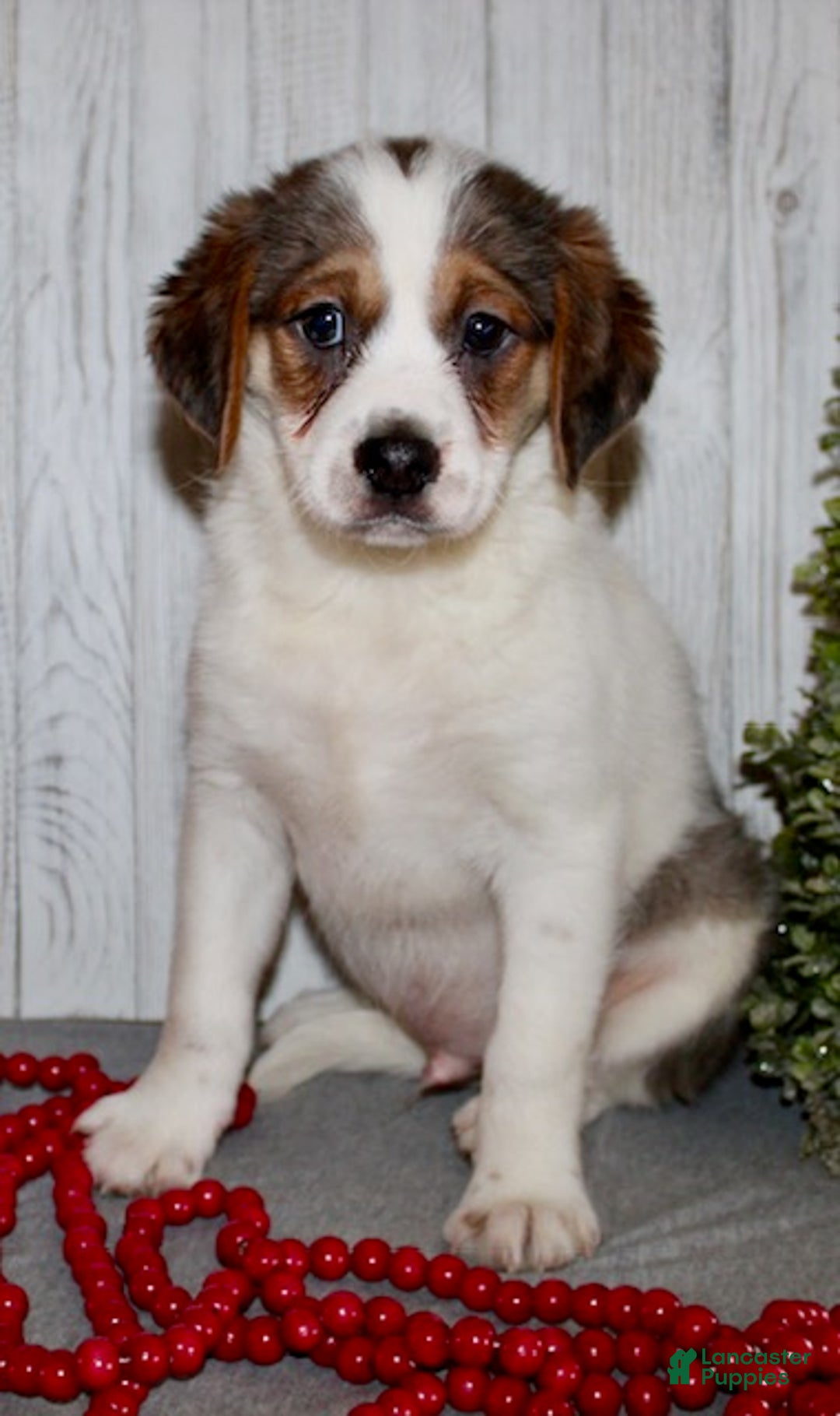 Mixed Breed dogs for sale: Brody - Ad 3
