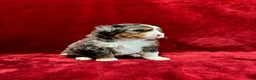Mini Bernedoodle dogs for sale: Gunner - Ad 5
