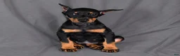 Doberman Pinscher dogs for sale: Tempra - Ad 4