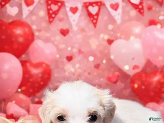 Cavachon dogs Maggie - Ad 23