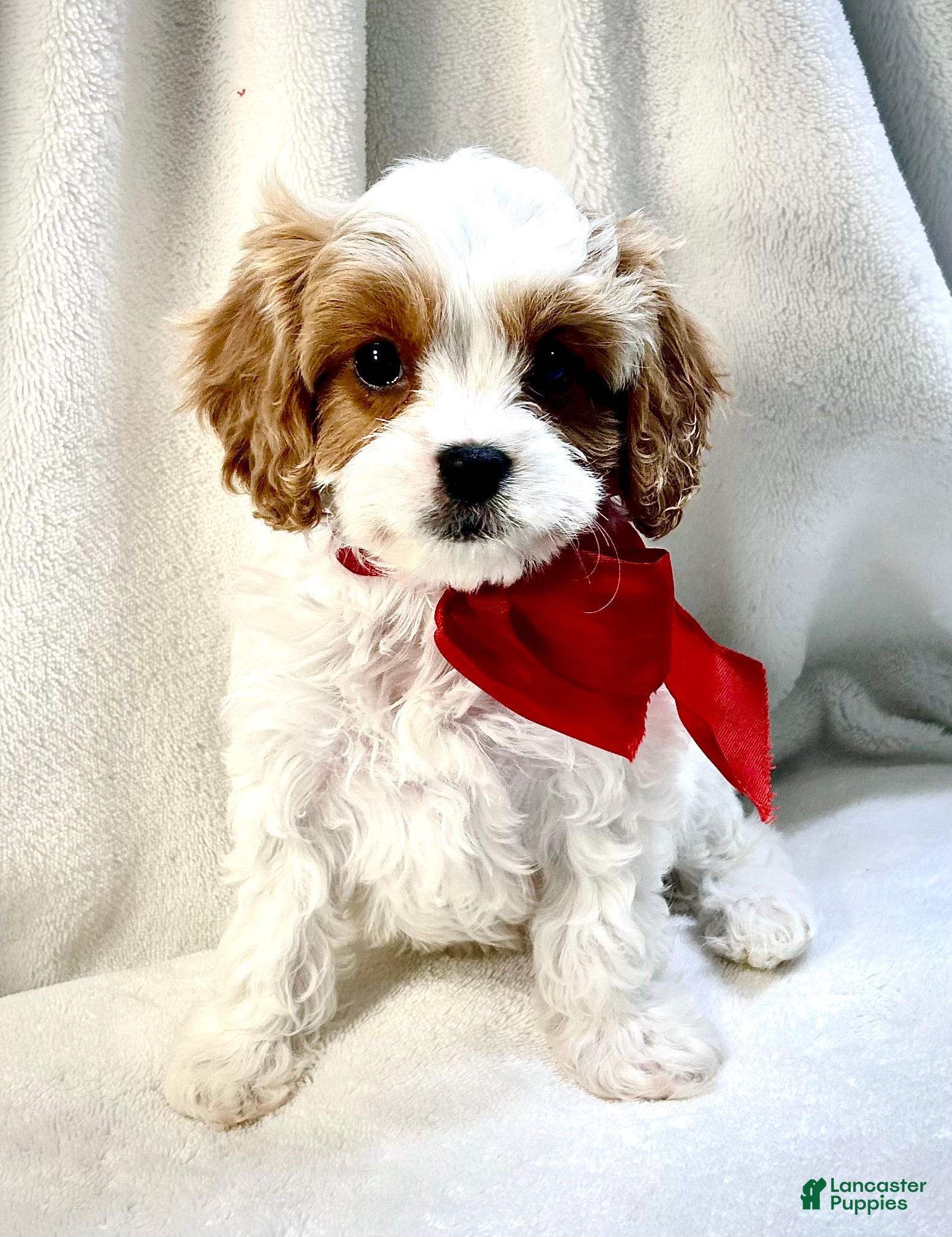 Cavapoo dogs Bentley 💙 - Ad 2