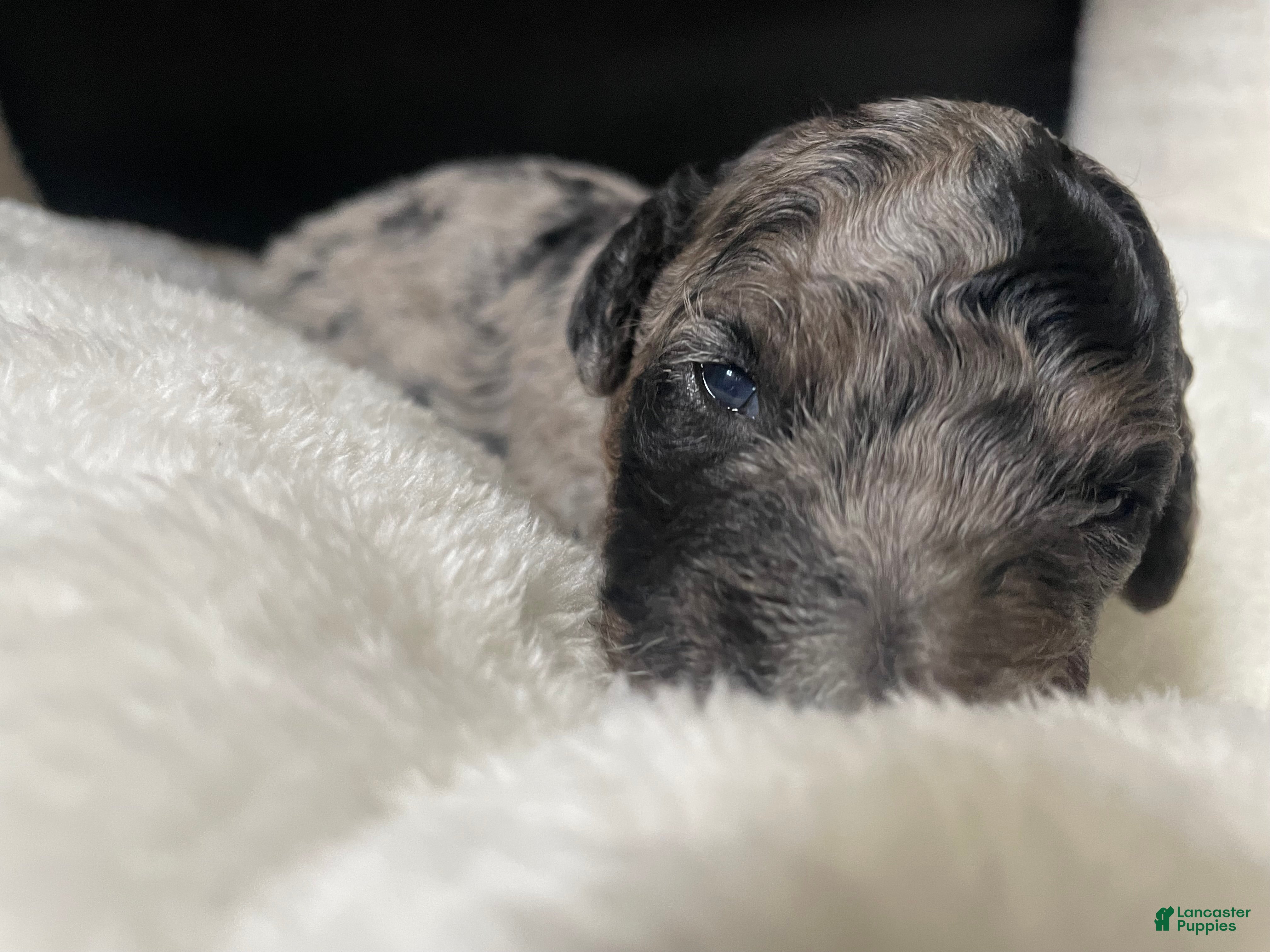 Labradoodle dogs Comet - Ad 22