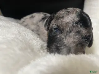 Labradoodle dogs Comet - Ad 22