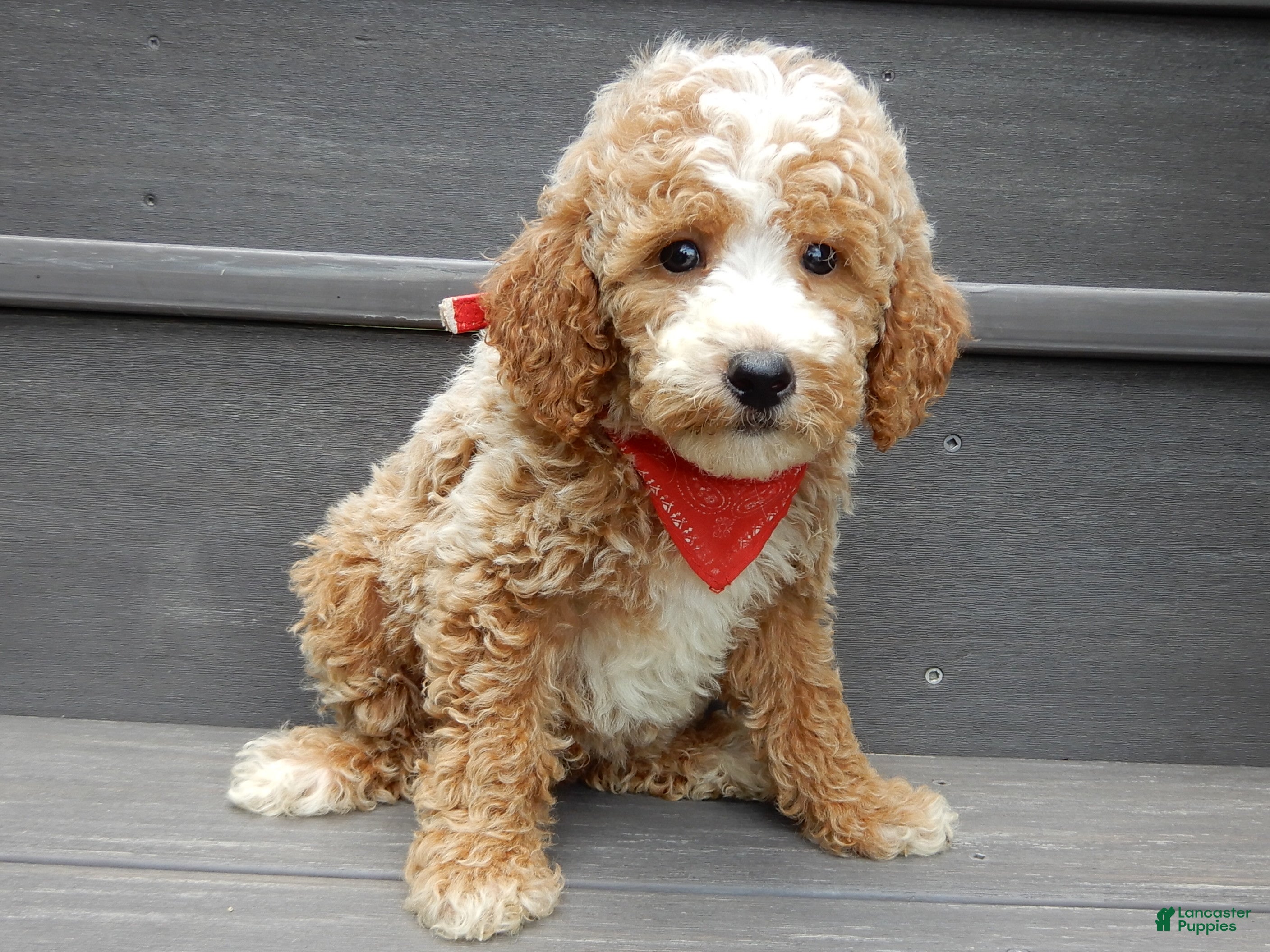 Mini Goldendoodle dogs Brody - Ad 1