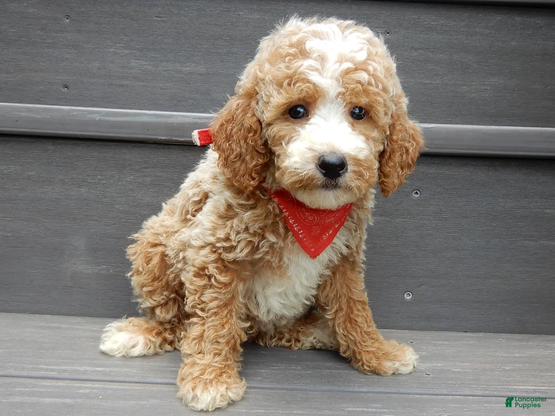 Mini Goldendoodle dogs for sale: Brody - Ad 1