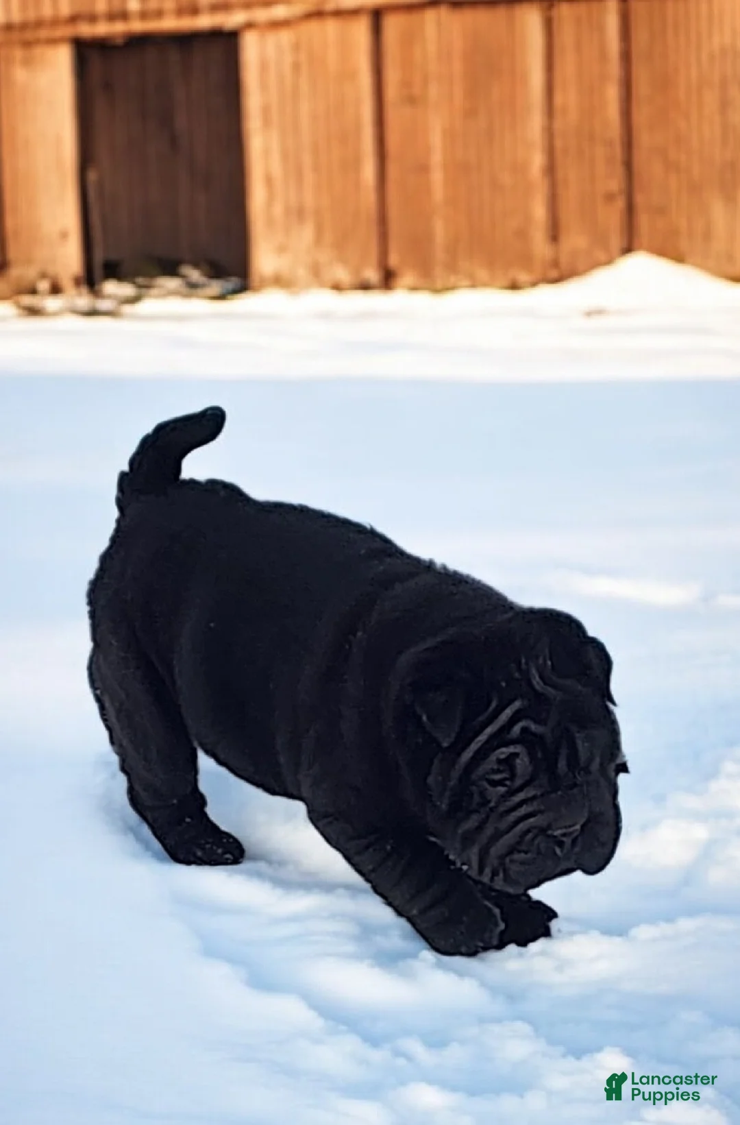 Shar Pei dogs for sale: Raven mini  - Ad 21