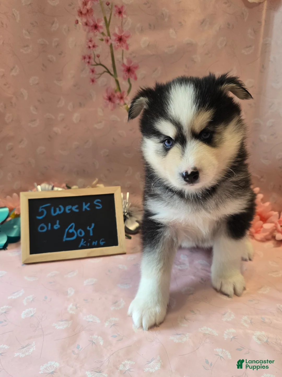 Pomsky dogs for sale: Pomsky king - Ad 3