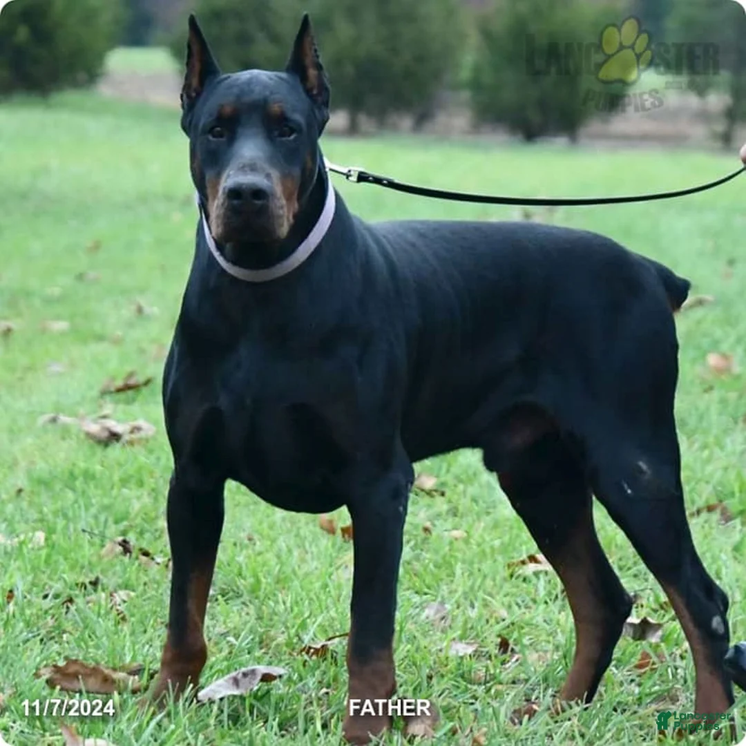 Doberman Pinscher dogs for sale: Biscuit  - Ad 4