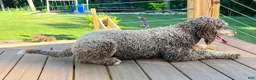 Standard Poodle dogs for sale: Puppy 1 - Ad 4
